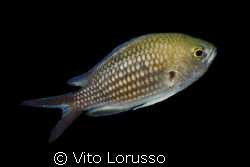 Fishs - Chromis chromis by Vito Lorusso 